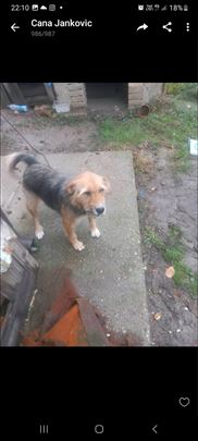 Mlada mesanka trazi dom