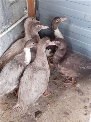 Mlade Mošusne-mutave patke ( Barajevo )