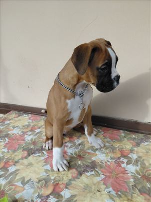 Nemački bokser, štenci