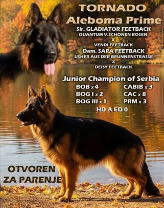 Nemački dugodlaki ovčar -   otvoren za parenje