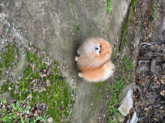 Pomeranski špic, odrastao pas