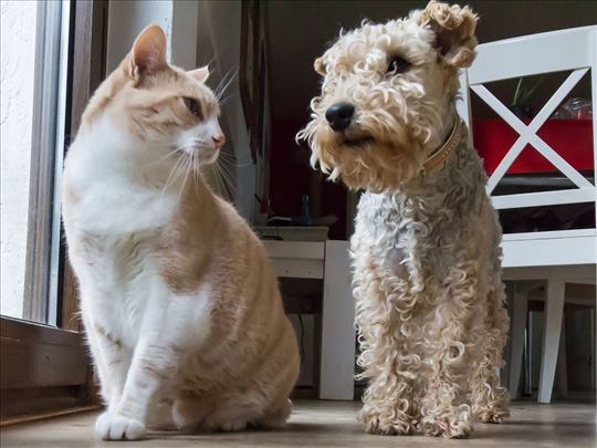 Uslužno šetanje pasa i čuvanje kućnih ljubimaca