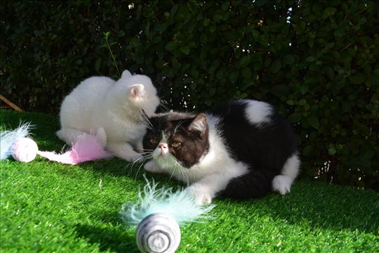 Vrhunski macici šampionskog porekla 