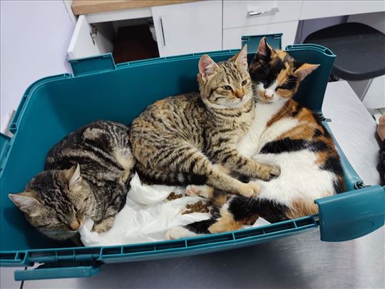 2 prelepa maceta od 3 neseca i maca traze domove