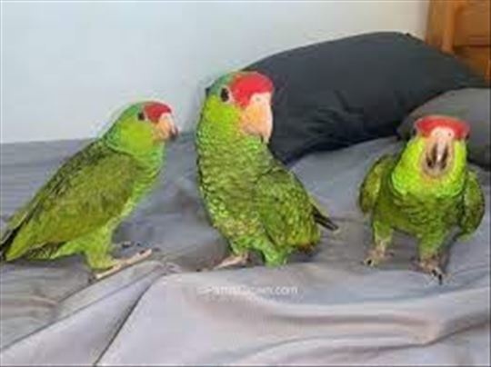 Amazonske papige dostupne