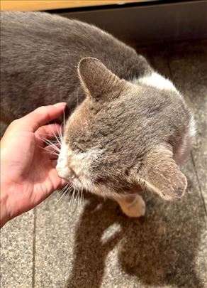 Bezkucni macek pametem i ljubezan