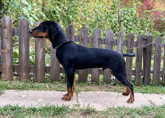 Crnogorsko-Alpski Planinski gonič, štene