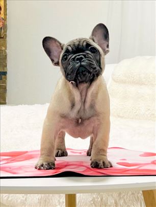 Francuski buldog stenci - zensko 2,5 mes .- top !