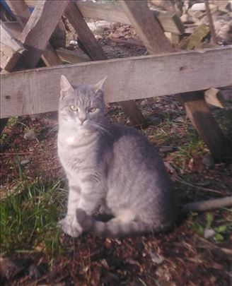 Mešanac, mlada mačka