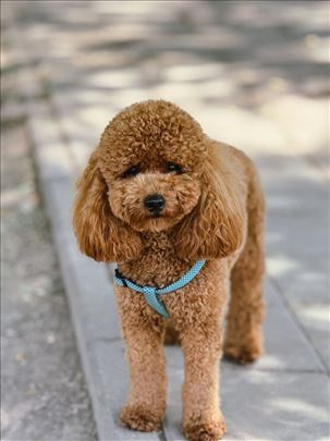 Muzjak pudla za parenje