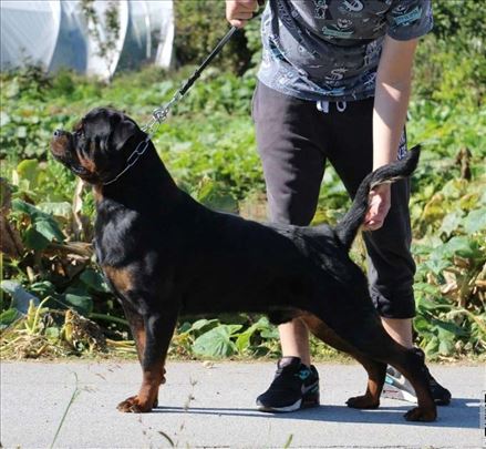 Rotvajler, mlad pas na poklon 