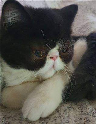 Vrhunsko mace šampionskog porekla