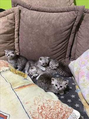 Britanska kratkodlaka, mače