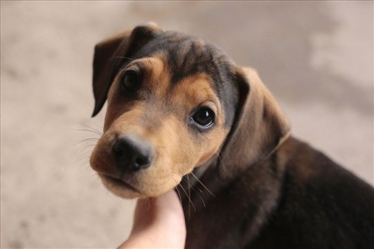 Dva muška šteneta traže dom