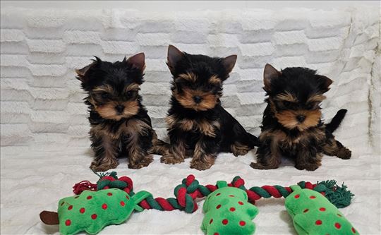 Jorkširski terijer, štenci oba pola