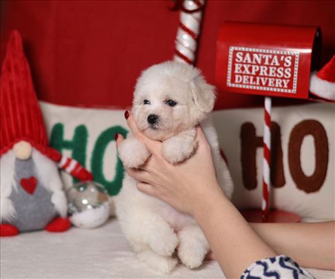 Kovrdžavi bišon, štenci šampionskog porekla