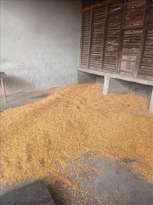 Kukuruz na prodaju 40din kilo Leskovac i okolina