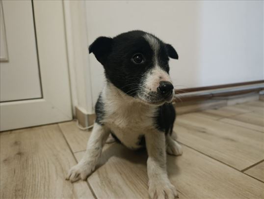 Mešanci, Samojed + NN Otac