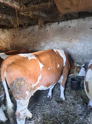 Na prodaju dve krave za klanje