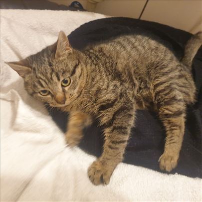 Poklanjamo umiljate mačiće i mačke, vakcinisane