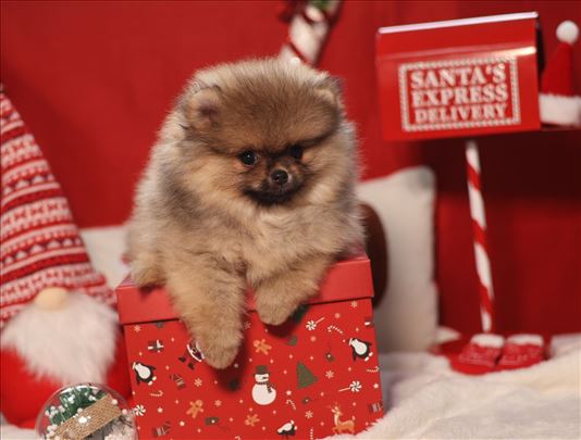 Pomeranac - leglo “Rainbow of Love”