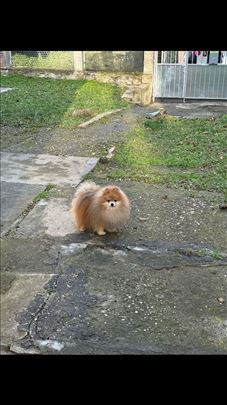 Pomeranski špic , odrastao pas