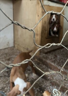 Posavski gonič, štene