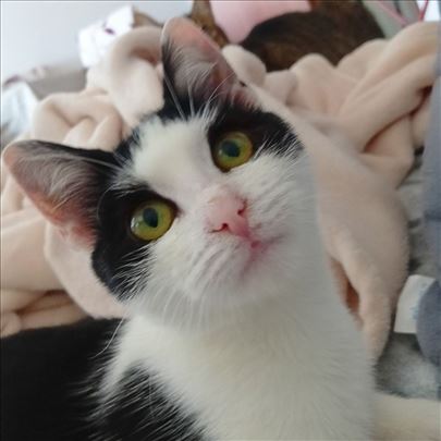 Preslatka maca traži dom u Subotici