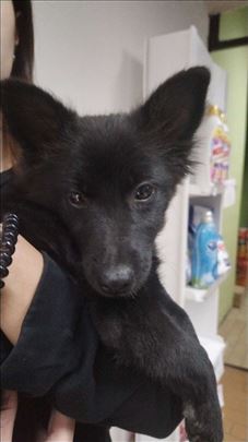 Vojvođanski pulin, mlad pas