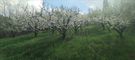 Brestovik- voćnjak u blizini Dunava