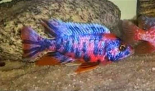 Ciklidi Malawi Nembune