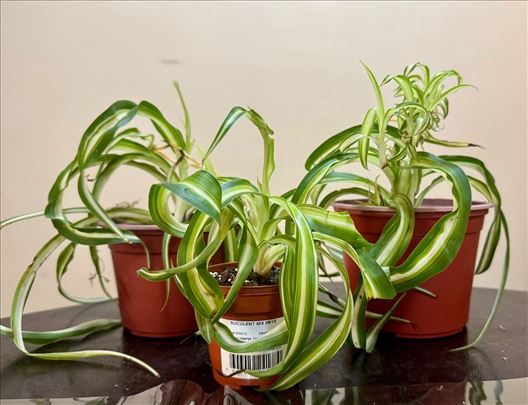 Hlorofitum Boni (kovrdzav)