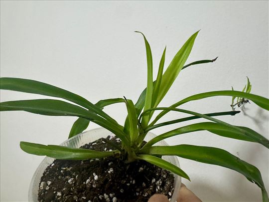 Hlorofitum puno zeleni, bez beloj boja