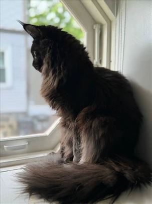 Maine Coon mače iz Rusije