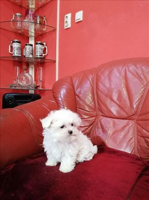 Maltezer top mini muško štene