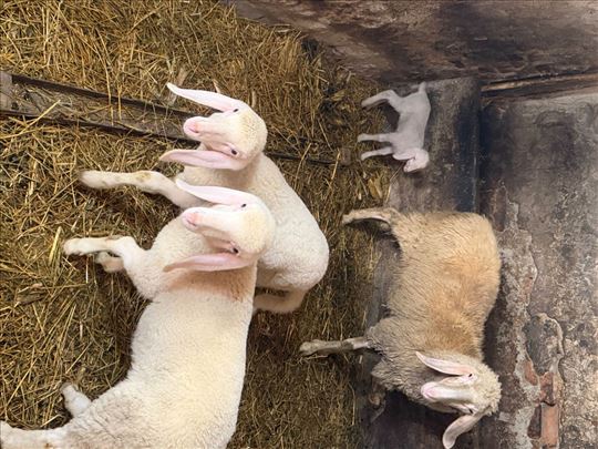 Na prodaju muski jagnje bergamo