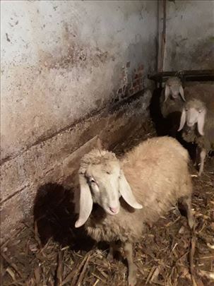 Na prodaju musko jagnje bergami