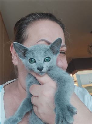 Otkrijte čaroliju ruskih plavih mačića!