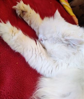 Persijska , mlada mačka