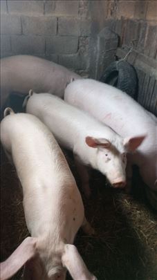 Tovljenici nerast ikrmaca