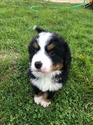 Bernski pastirski (planinski) pas