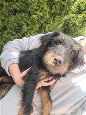 Dobra i vesela Moka traži dom