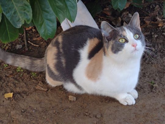 Mešanac, mlada mačka