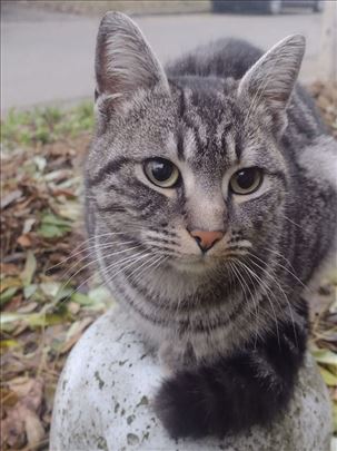 Mešanac, mlada mačka