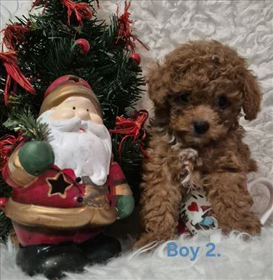 Pudla crveni stenci,toy