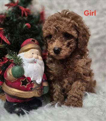 Pudla crveni stenci,toy