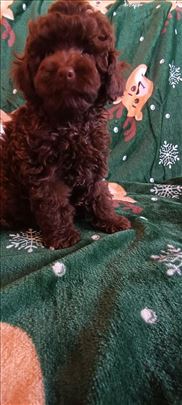 Pudla toj braon zenka i beli muzjak