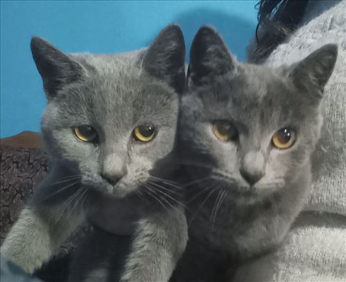 Ruska plava, mlada mačka