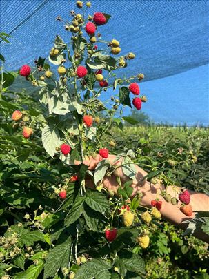 Sadnica maline Himbo Top