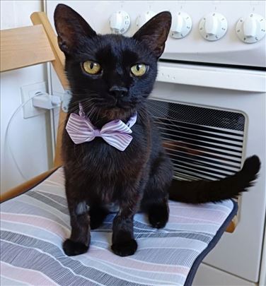 Sunčica crna maca traži dom u Subotici